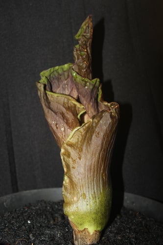 Amorphophallus koratensis