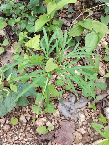 Amorphophallus margaritifer — photo