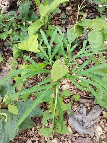 Amorphophallus margaritifer
