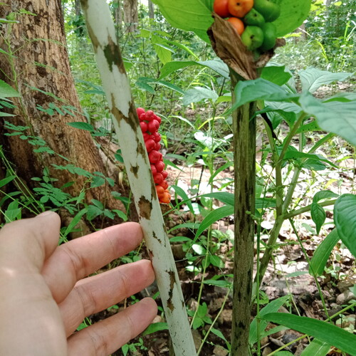 Amorphophallus muelleri (Elling konjac) — photo