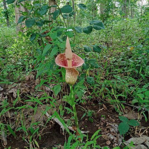 Amorphophallus muelleri (Elling konjac) — photo