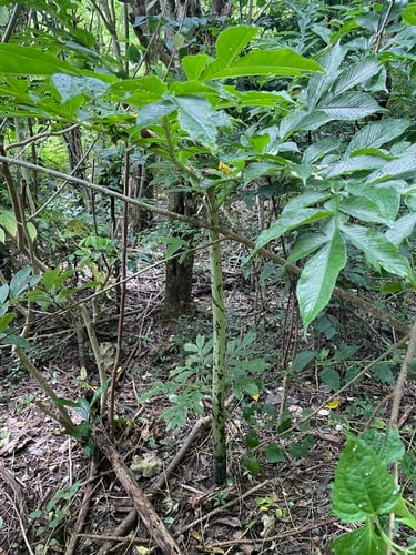 Amorphophallus paeoniifolius (Elephant foot yam) — photo
