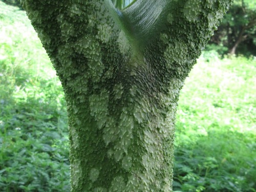 Amorphophallus paeoniifolius (Elephant foot yam) — photo