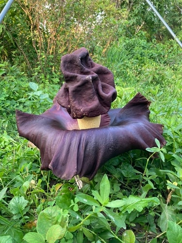 Amorphophallus paeoniifolius