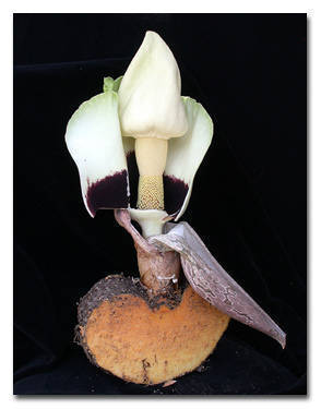 Amorphophallus prainii — photo