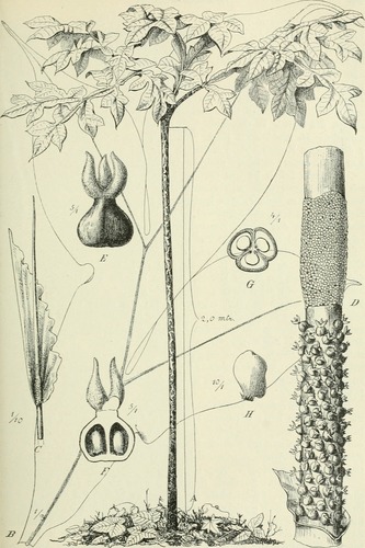 Amorphophallus stuhlmannii — photo