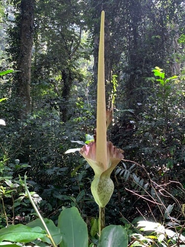 Amorphophallus stuhlmannii