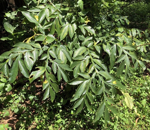 Amorphophallus sylvaticus (Vajra-kanda) — photo