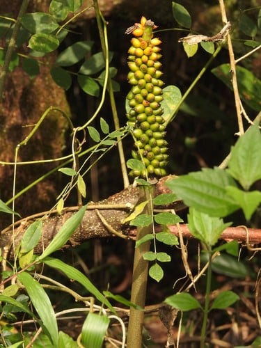 Amorphophallus sylvaticus