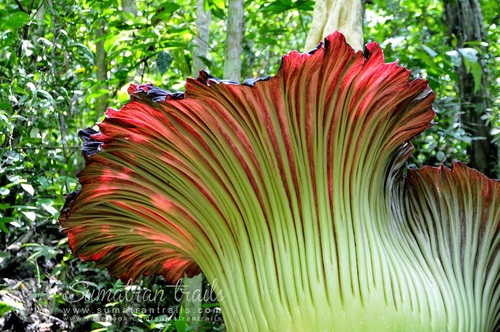 Amorphophallus titanum (Titan arum) — photo