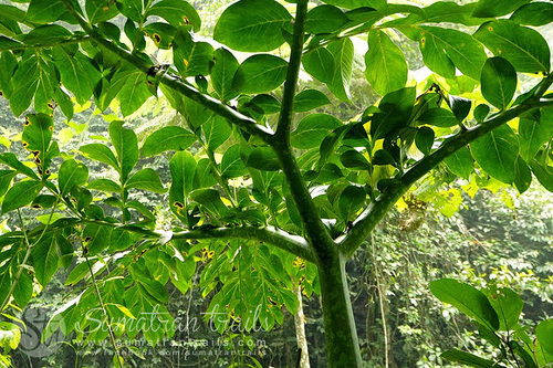 Amorphophallus titanum (Titan arum) — photo