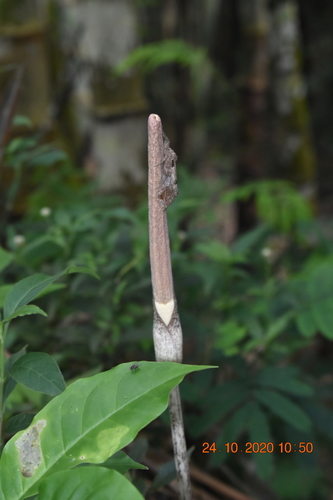 Amorphophallus variabilis (Pink lily) — photo