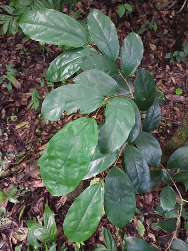 Ampelocera hottlei (Guaya de monte) — photo