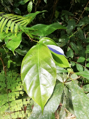 Ampelocera hottlei (Guaya de monte) — photo