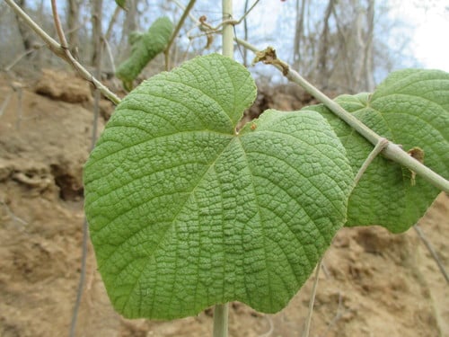 Ampelocissus acapulcensis (Uva) — photo