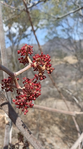 Ampelocissus acapulcensis (Uva) — photo