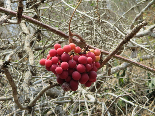 Ampelocissus acapulcensis