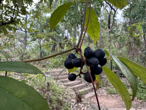 Ampelocissus acetosa (Native grape) — photo