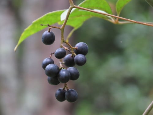 Ampelocissus acetosa