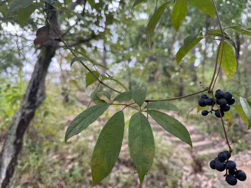 Ampelocissus acetosa (Native grape) — photo