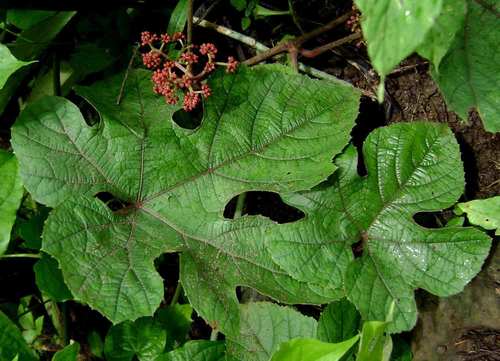 Ampelocissus africana (Simple-leaved wild grape) — photo