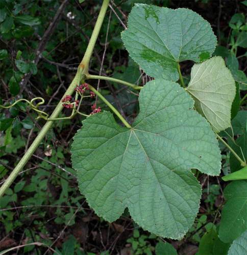 Ampelocissus africana (Simple-leaved wild grape) — photo