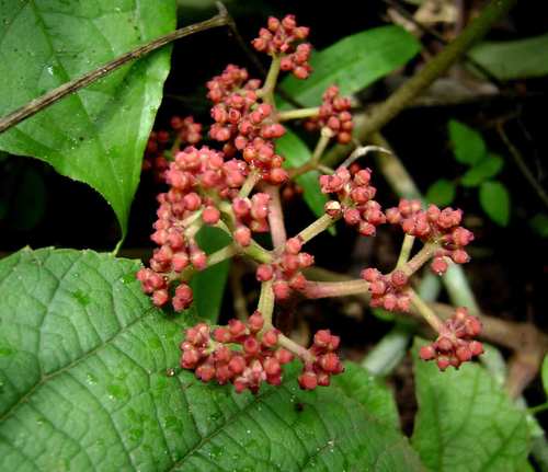 Ampelocissus africana