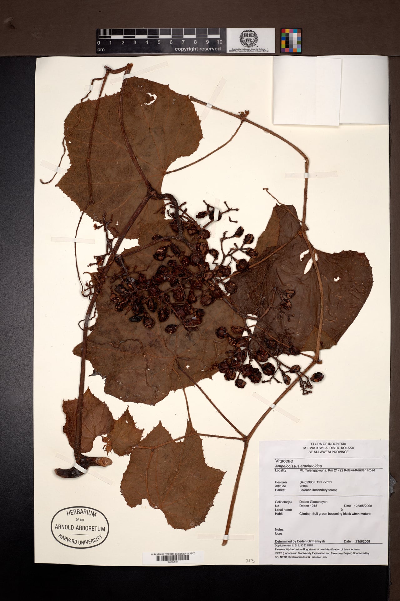 Ampelocissus arachnoidea (Oyod air) — photo