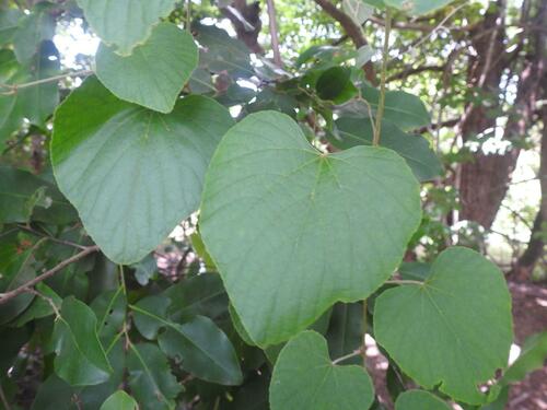 Ampelocissus bombycina