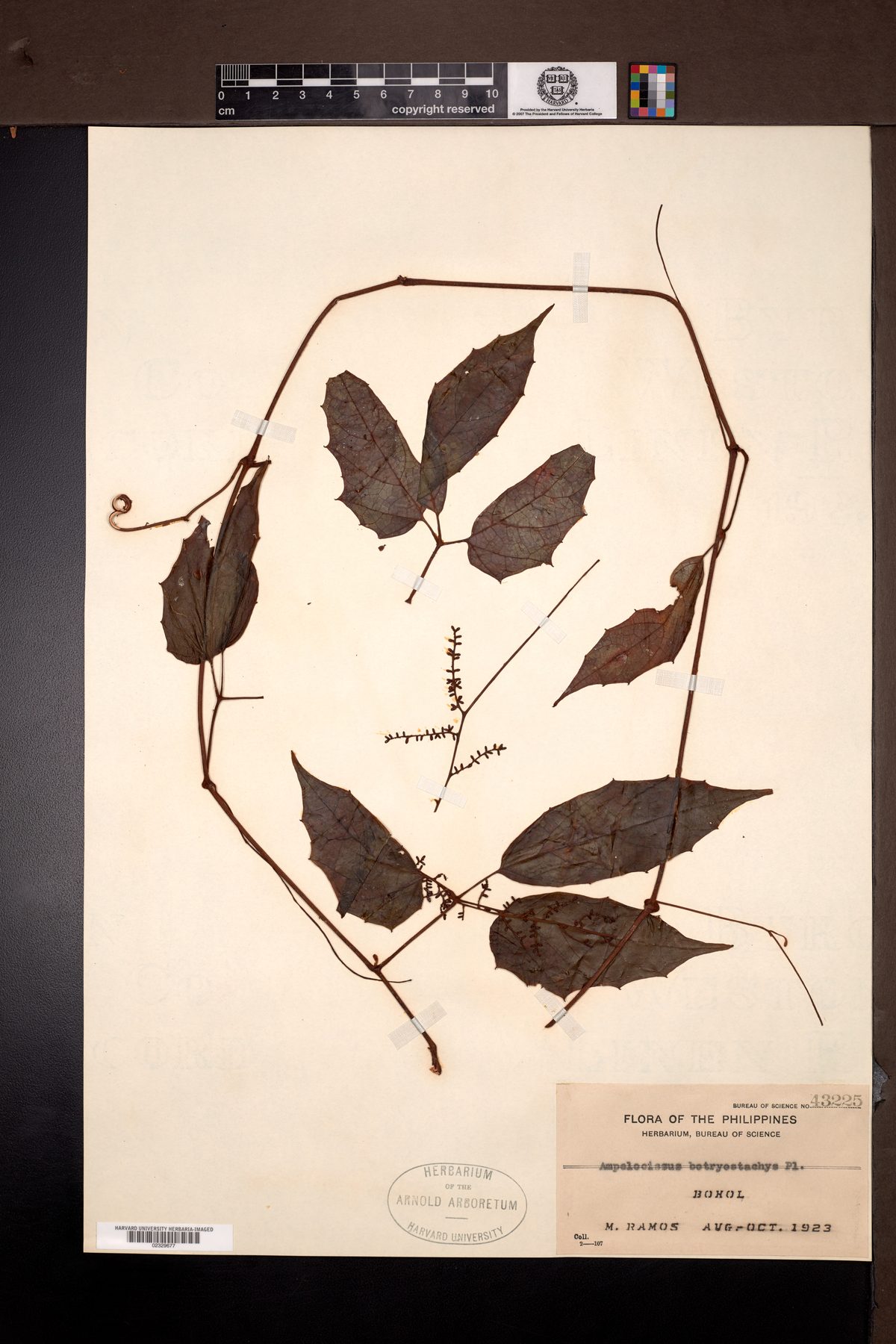Ampelocissus botryostachys — photo