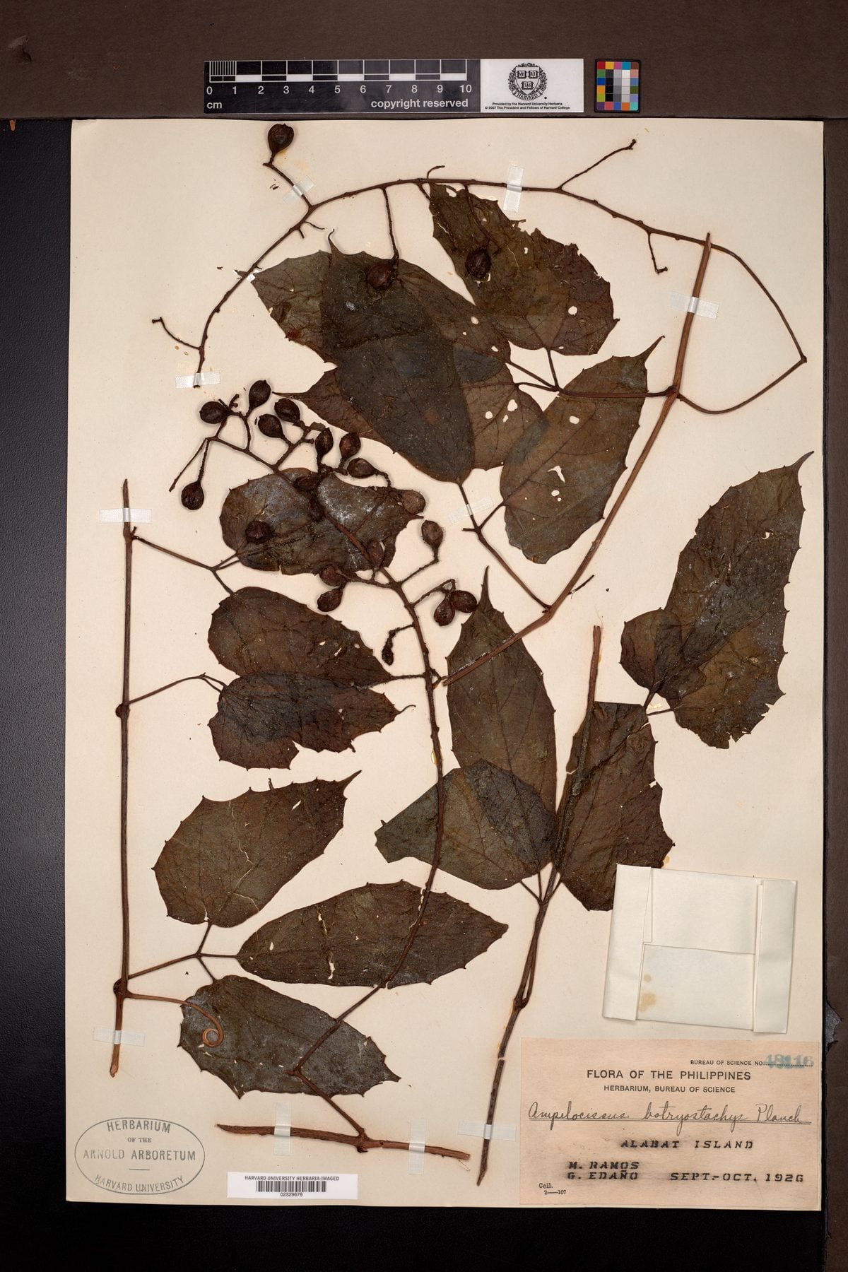 Ampelocissus botryostachys