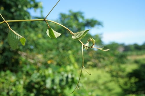 Ampelocissus elephantina — photo