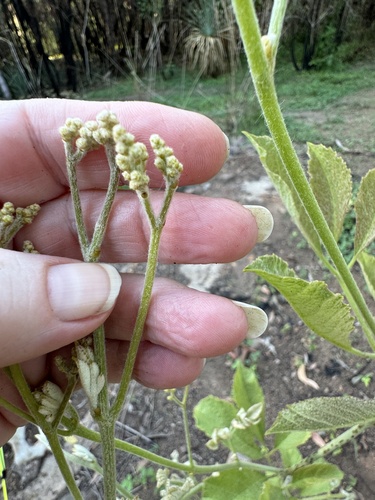 Ampelocissus frutescens (Wild grape) — photo