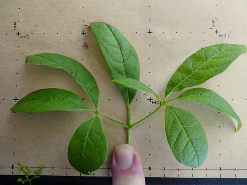 Ampelocissus gardineri (Slender grape) — photo
