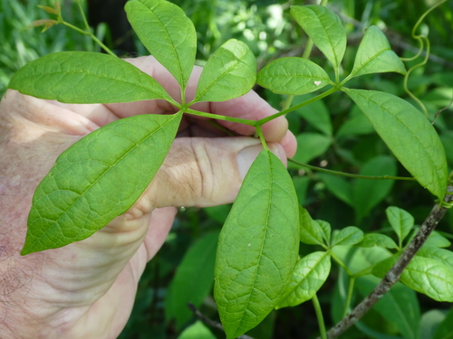 Ampelocissus gardineri
