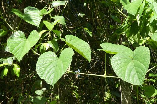 Ampelocissus gracilipes