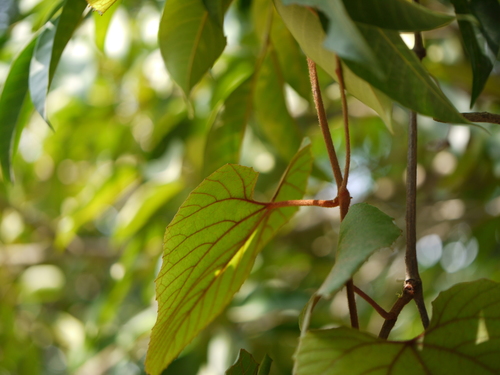 Ampelocissus indica (Indian wild vine) — photo