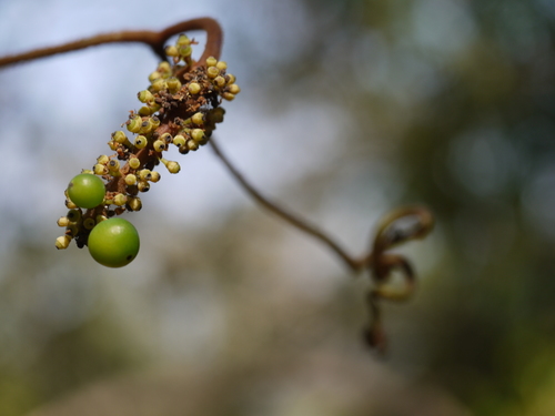 Ampelocissus indica (Indian wild vine) — photo