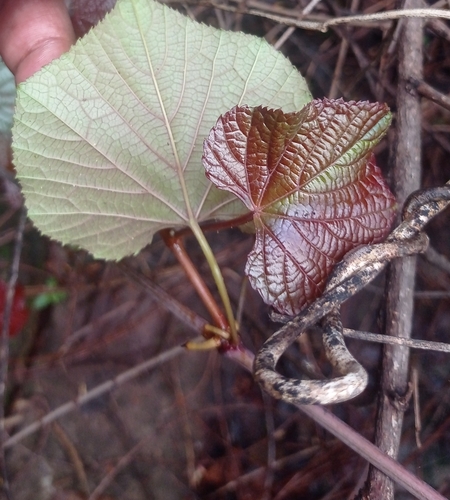 Ampelocissus latifolia (Jungle grapevine) — photo