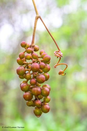 Ampelocissus latifolia (Jungle grapevine) — photo