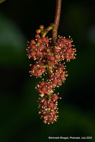 Ampelocissus latifolia