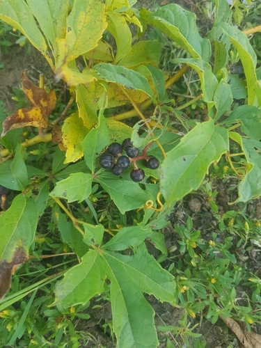 Ampelocissus multistriata — photo