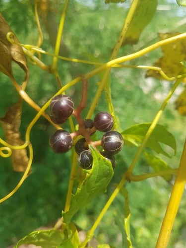 Ampelocissus multistriata — photo