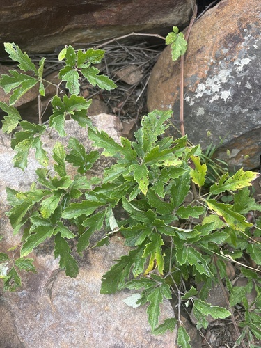 Ampelocissus obtusata (Wild grape) — photo