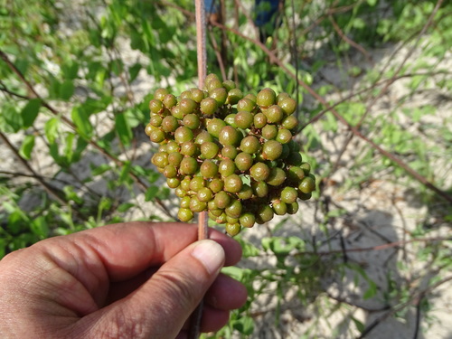 Ampelocissus obtusata