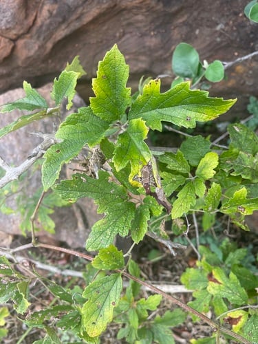 Ampelocissus obtusata (Wild grape) — photo