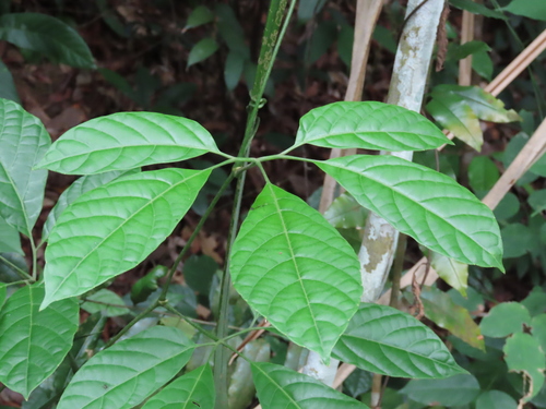 Ampelocissus polystachya — photo