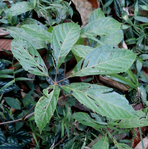 Ampelocissus polystachya