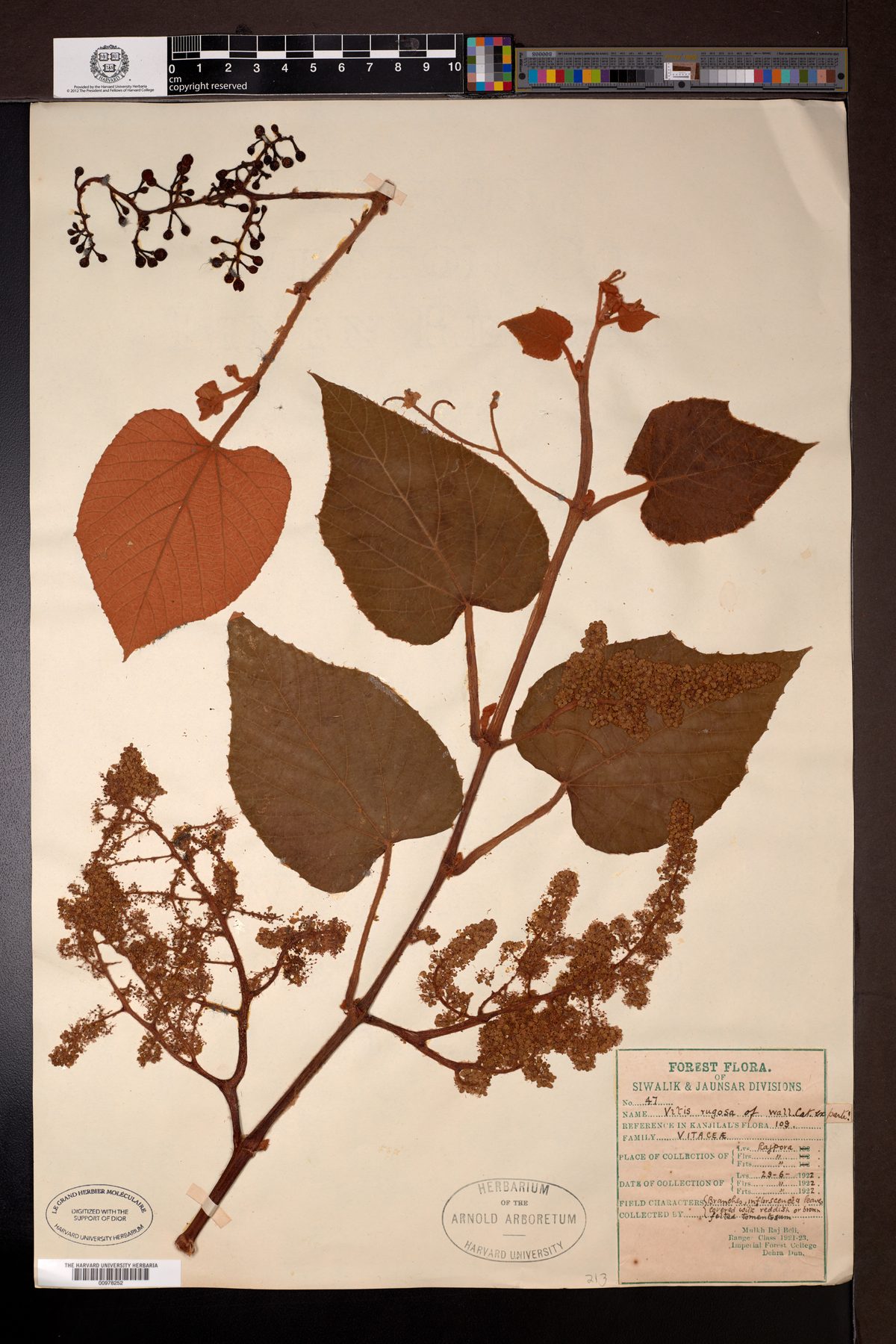 Ampelocissus rugosa