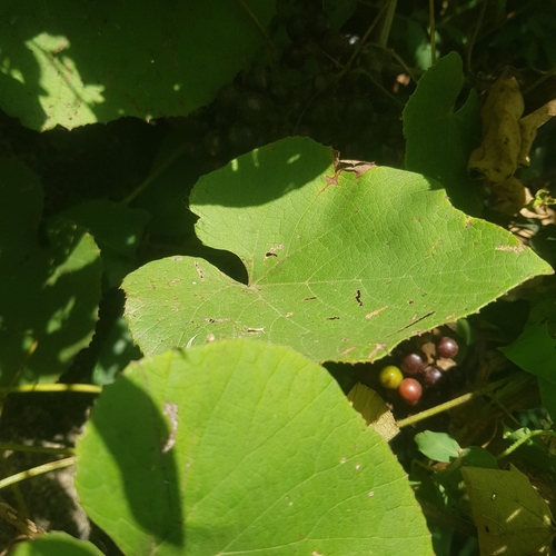 Ampelocissus schimperiana — photo